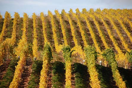 VineSmart - New Zealand Vineyard, Winery, Home, and Olive Grove For Sale - Marlborough, South Island, New Zealand  - Wine Real Estate